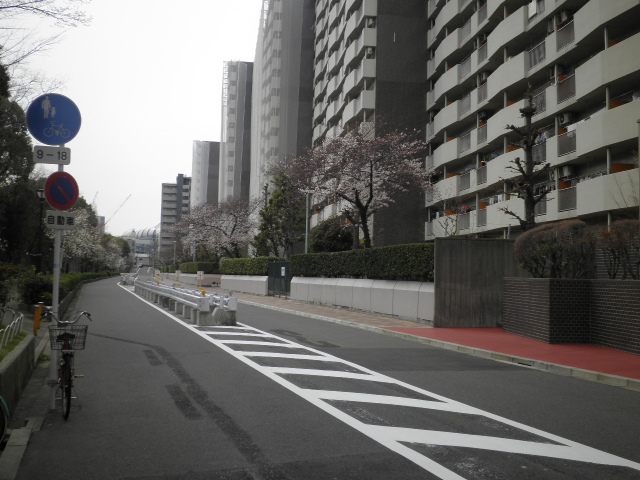 桜通り2