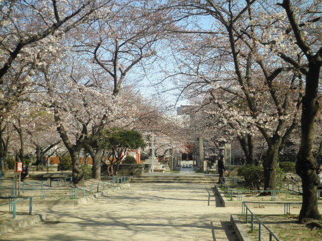 土佐稲荷桜