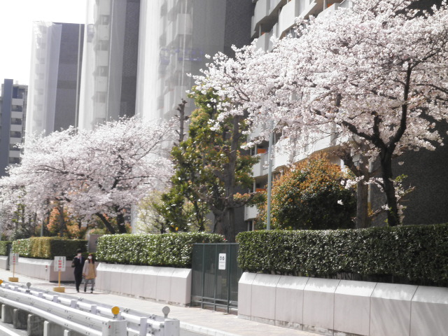 桜通り4アップ