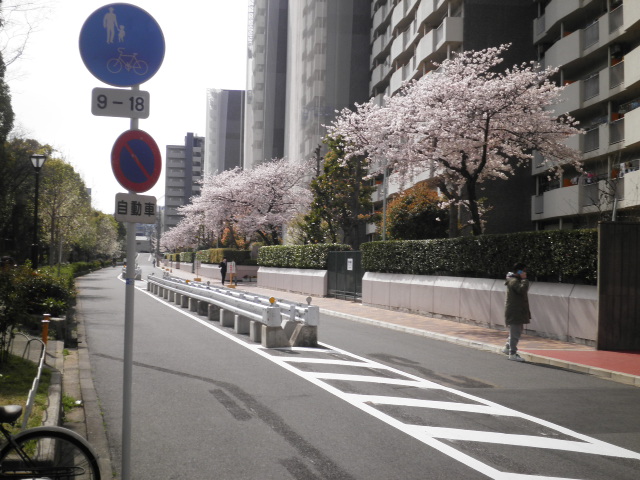 桜通り4
