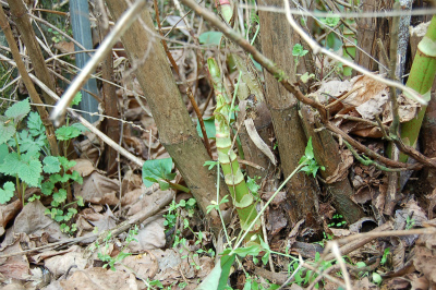 DSC_0442.jpg