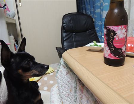 ラパンと桜ビール