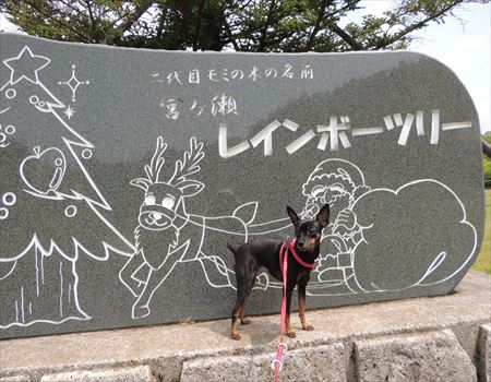 レインボーツリー