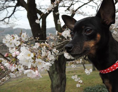 桜
