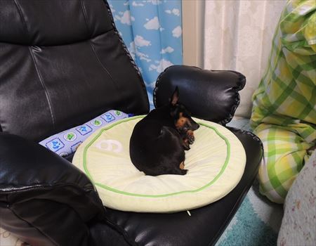 せいちゃんの座椅子