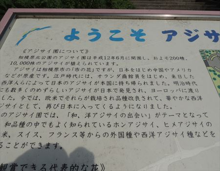 ようこそ紫陽花園へ