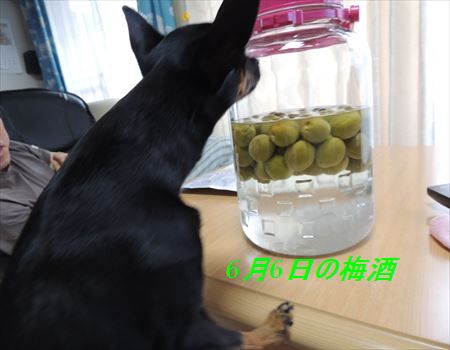 DSCN4831_R.jpg
