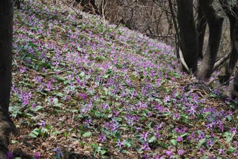 桜尾根カタクリ