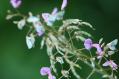 s-IMG_5155a.jpg