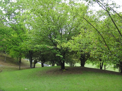 DSC03807.jpg