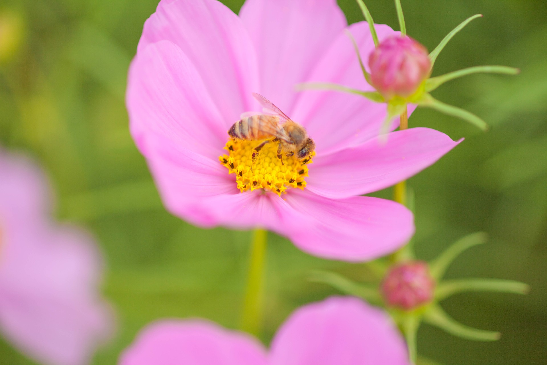 花畑