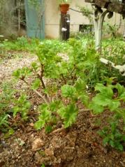 g1_20130416195744.jpg
