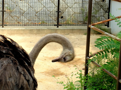 zoo00001 (5)