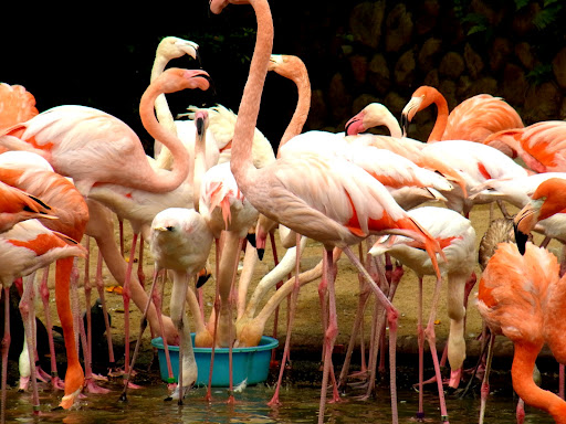 zoo00001 (2)