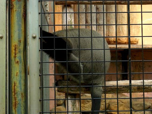 zoo00001 (4)