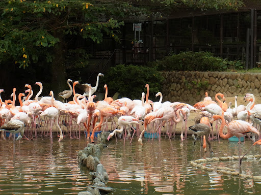 zoo00001 (1)