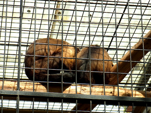 zoo00001 (3)