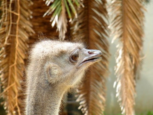 zoo00001 (6)