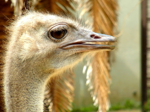 zoo00001 (7)