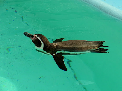 zoo00001 (8)