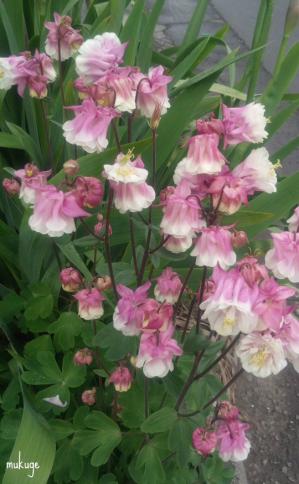 謎の花