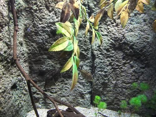 葉っぱみたいなお魚。