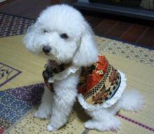 我が家の愛犬日記