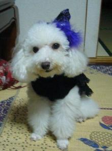 我が家の愛犬日記（トイプードル花梨とミックス犬のしろ）