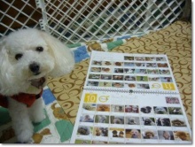 我が家の愛犬日記（トイプードル花梨とミックス犬のしろ）