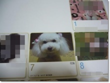 我が家の愛犬日記（トイプードル花梨とミックス犬のしろ）
