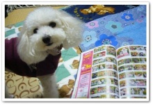 我が家の愛犬日記（トイプードル花梨とミックス犬のしろ）