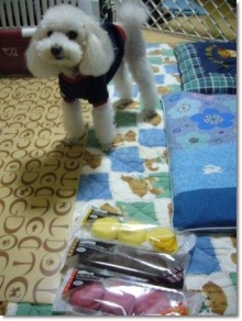 我が家の愛犬日記（トイプードル花梨とミックス犬のしろ）