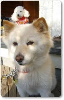 我が家の愛犬日記（トイプードル花梨とミックス犬のしろ）