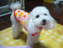 我が家の愛犬日記（トイプードル花梨とミックス犬のしろ）