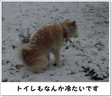 我が家の愛犬日記（トイプードル花梨とミックス犬のしろ）