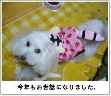 我が家の愛犬日記（トイプードル花梨とミックス犬のしろ）