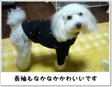 我が家の愛犬日記（トイプードル花梨とミックス犬のしろ）