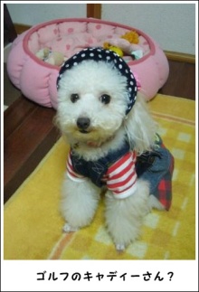 我が家の愛犬日記（トイプードル花梨とミックス犬のしろ）