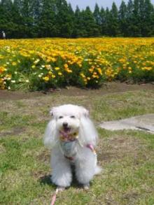 我が家の愛犬日記（トイプードル花梨とミックス犬のしろ）