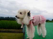 我が家の愛犬日記（トイプードル花梨とミックス犬のしろ）