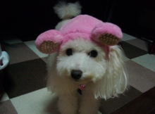 我が家の愛犬日記（トイプードル花梨とミックス犬のしろ）