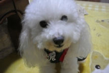 我が家の愛犬日記（トイプードル花梨とミックス犬のしろ）