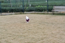 我が家の愛犬日記（トイプードル花梨とミックス犬のしろ）