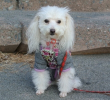 我が家の愛犬日記（トイプードル花梨とミックス犬のしろ）