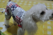 我が家の愛犬日記（トイプードル花梨とミックス犬のしろ）