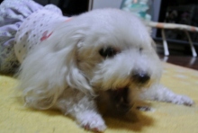 我が家の愛犬日記（トイプードル花梨とミックス犬のしろ）