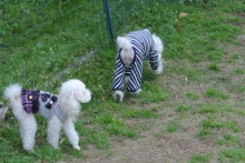 我が家の愛犬日記（トイプードル花梨とミックス犬のしろ）