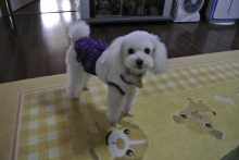我が家の愛犬日記（トイプードル花梨とミックス犬のしろ）