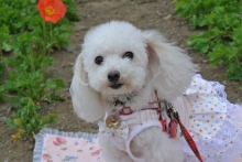 我が家の愛犬日記（トイプードル花梨とミックス犬のしろ）