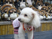 我が家の愛犬日記（トイプードル花梨とミックス犬のしろ）